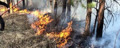 Лесные возгорания на севере Омской области тушат пожарные-парашютисты
