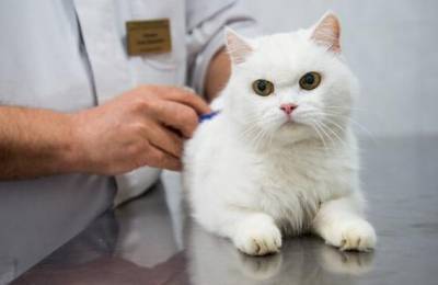 Вызов ветеринара на дом в Москве стал вдвое дешевле