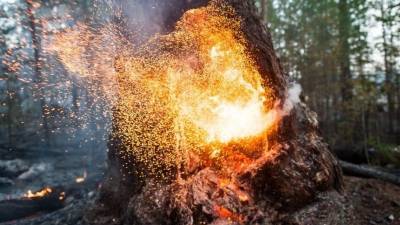 Чрезвычайный уровень пожарной опасности объявлен в десятке регионов России