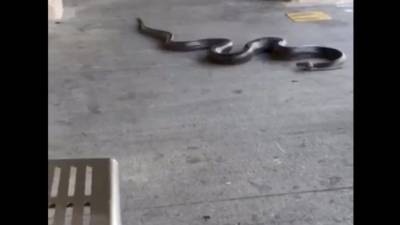 На вирусном видео по платформе метро Нью-Йорка ползет гигантская черная змея
