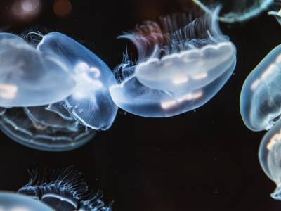 В Кирилловке внезапно исчезли медузы