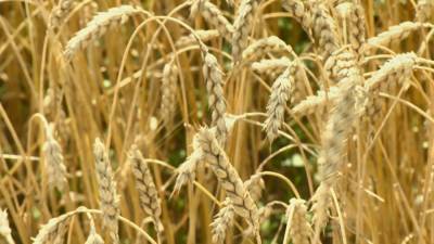 Более 5,5 миллиона тонн зерна намолотили белорусские аграрии