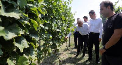 Премьер: помощь фермерам является приоритетом для властей Грузии