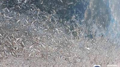 На Херсонщине зафиксировали массовую гибель рыбы, - Госрыбагентство