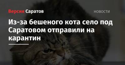 Из-за бешеного кота село под Саратовом отправили на карантин - nversia.ru - Саратов - район Татищевский