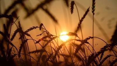 В Крыму завершили уборку зерновых культур