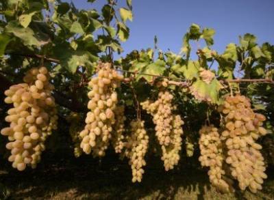 Какими будут оптовые и розничные цены на виноград в Армении в этом году?