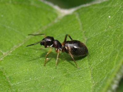 Ученые обнаружили в янтаре «адского муравья», пожирающего добычу