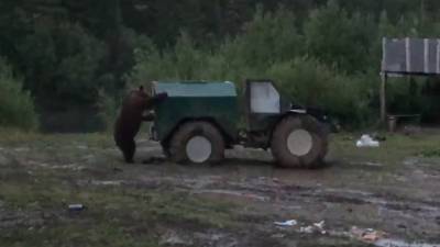 Косолапый погромщик: на Урале медведь пытался вскрыть грузовик