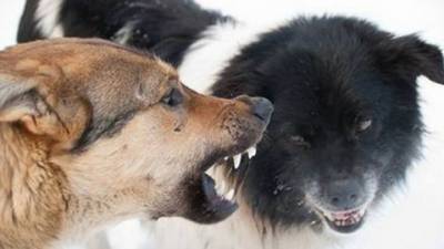 Стая бездомных собак нападает на жителей Владивостока