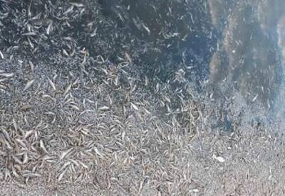 На Херсонщине произошла массовая гибель рыбы (фото)