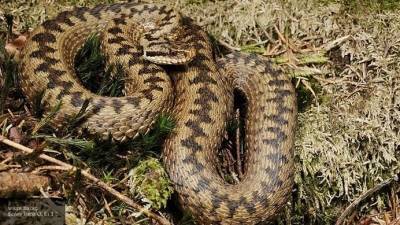 Индийцы обнаружили ядовитую двухголовую змею