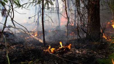 Режим ЧС введен в лесах Красноярского края из-за пожаров