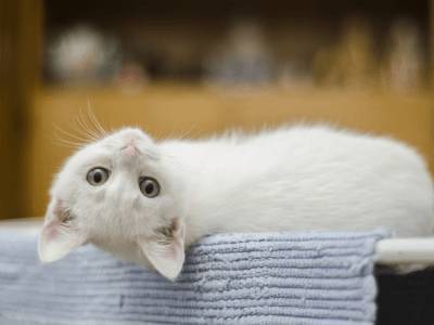 Ученые доказали передачу коронавируса между кошками