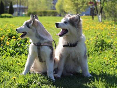 «Такие милашки»: ссора двух щенков умилила Сеть