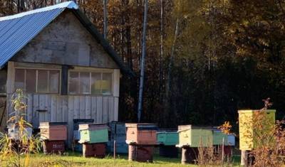 В Тюменской области сократилось число укушенных пчёлами