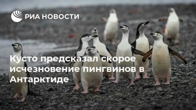 Кусто предсказал скорое исчезновение пингвинов в Антарктиде