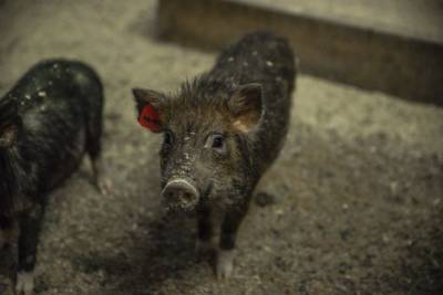 Ситуация по африканской чуме свиней в Хабкрае остаётся неблагополучной