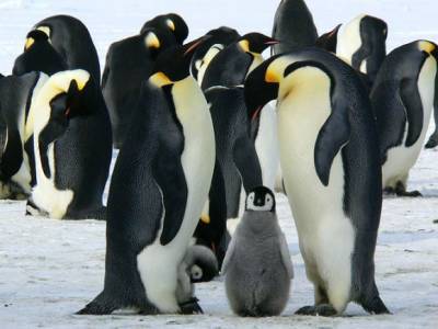 Зоозащитник: Пингвины в Антарктиде скоро исчезнут