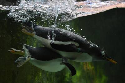 Кусто предупредил о возможном исчезновении пингвинов в Антарктиде из-за потепления