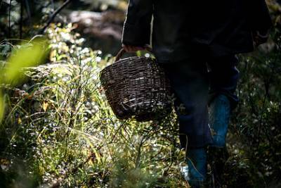 Грибник нашел в российском лесу тело со связанными руками