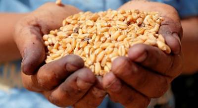 В Кабмине прогнозируют падение экспорта украинской пшеницы
