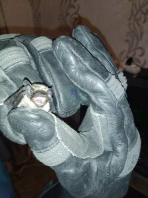 Летучая мышь залетела в квартиру и перепугала жительницу Ульяновска