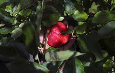 Минсельхоз обещал обдумать идею ввести квоты на импорт яблок и слив