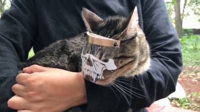 Кошачьи маски для защиты от коронавируса создает дизайнер из Мексики.