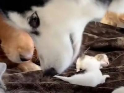 Собак поладила с крошечными котятами: трогательный ролик набрал миллионы просмотров