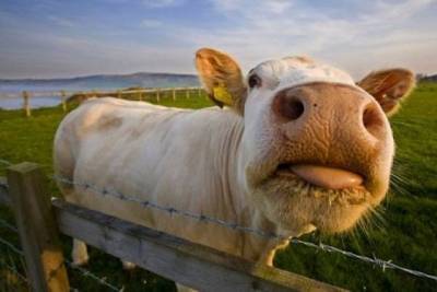 Карантин из-за вспышки инфекции у скота отменён в Дульдургинском районе
