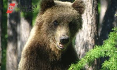 «Они получили легкую добычу». Эксперт о том, почему медведи на Байкале стали опасны