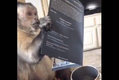 Пользователей Сети развеселило видео с открывающей подарок обезьяной