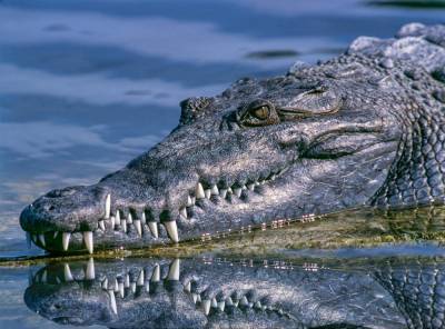 Учёные: Древние крокодилы обладали большими зубами и могли кусать крупных динозавров