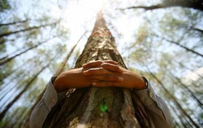 Первый в мире чемпионат по обниманию деревьев состоится в Финляндии