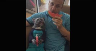 "Жуй, жуй, глотай": в сети вирусит видео, как пес уплетает арбуз вместе с хозяином