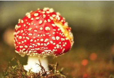 Диетолог раскрыла шокирующую правду о лесных грибах