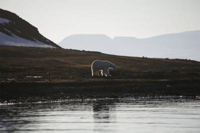 Экспедиция нацпарка «Русская Арктика» встретила белых медведей и группу моржей