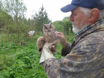 Ушастая сова делает «Кррр!». Зоологи показали спасенную в Тверской области птицу спустя 2 месяца