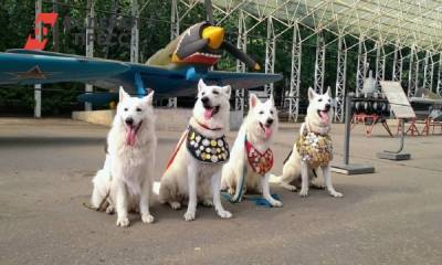 Музей Победы отпразднует День фронтовой собаки