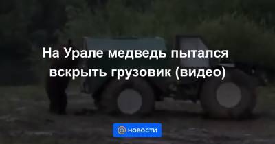На Урале медведь пытался вскрыть грузовик (видео)