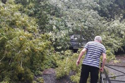 В Рязани дерево упало на три припаркованные машины