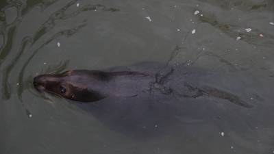 Тюлень пропал: в Геленджике отрицают передачу млекопитающего из Крыма