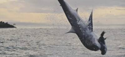 Прыжок акулы-людоеда из воды на рекордные 4,5 метра попал на видео