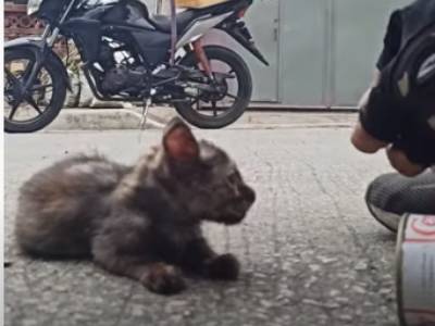 Котёнок спасен: курьер освободил бездомное животное от жестяной банки, куда малыш сунул голову