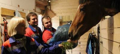 "РКС-Петрозаводск" передали траву, скошенную в сквере "Аквамарин", в конный клуб
