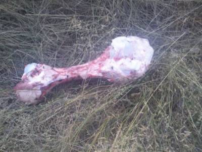 Улицу воронежского микрорайона закидали костями животных