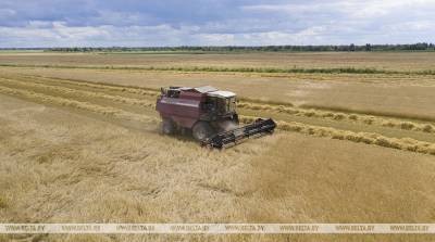 Лидирующий на жатве в Минской области экипаж намолотил уже 4,5 тыс. т зерна