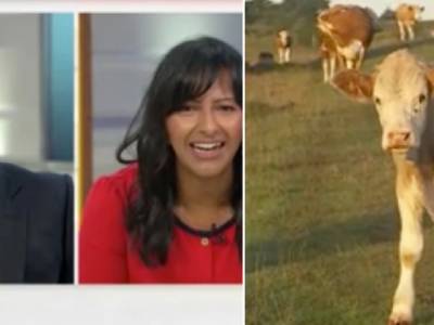 Любопытные коровы вторглись в прямой телеэфир