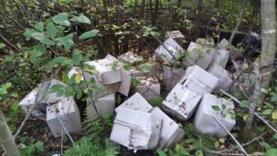 Грибники нашли 29 коробок с вакциной против гриппа в лесу Тосненского района